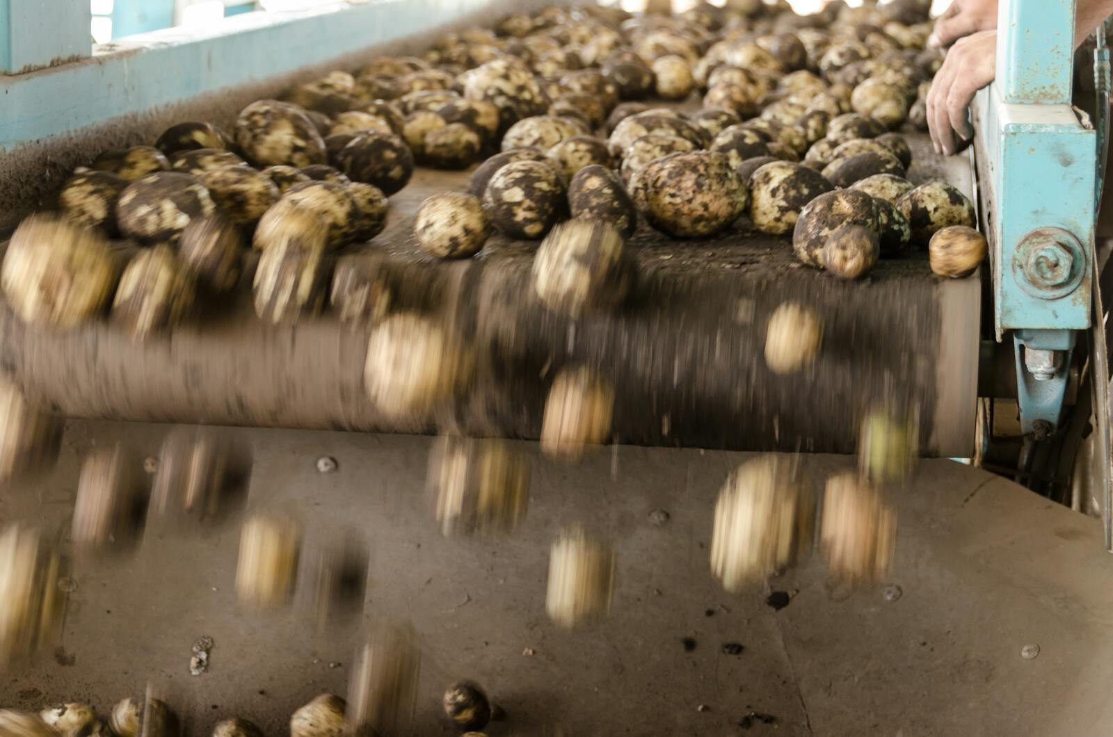 Dynamic close-up of potatoes rolling off an industrial conveyor belt inside a farming facility.