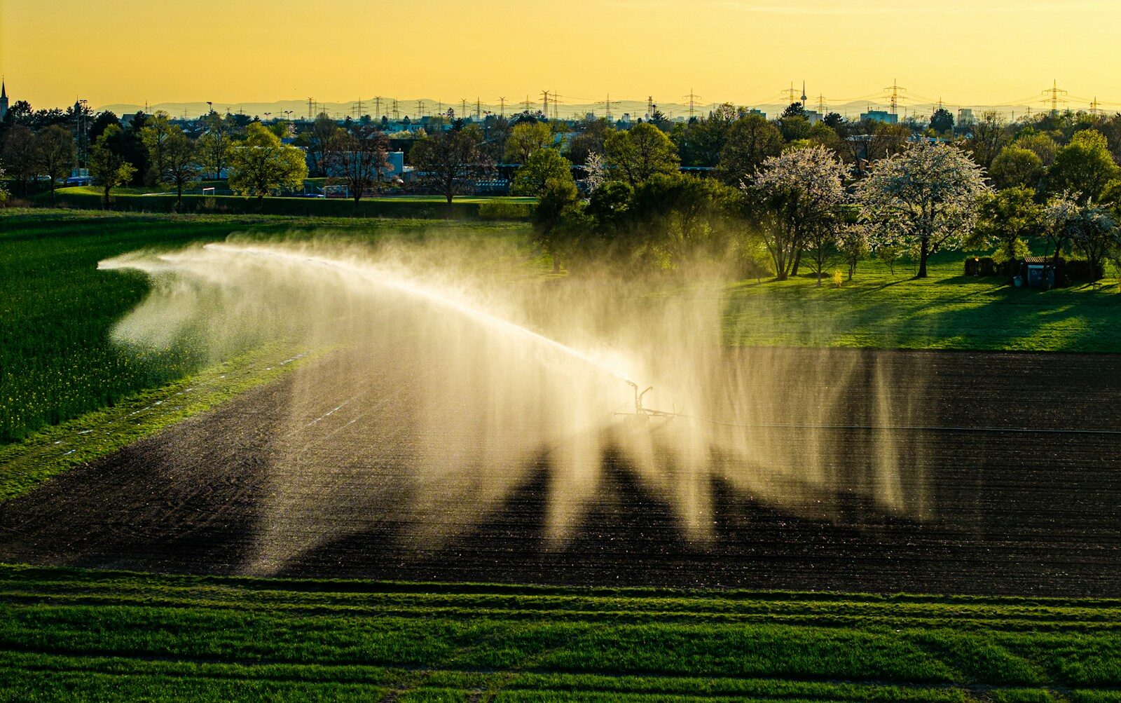 A field is being irrigated with sprinklers.